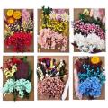 1 Pack Dried Flowers Preserved Flower For DIY Aromatherapy Candle Epoxy Resin Jewelry Making Craft Frame Embossing Accessories