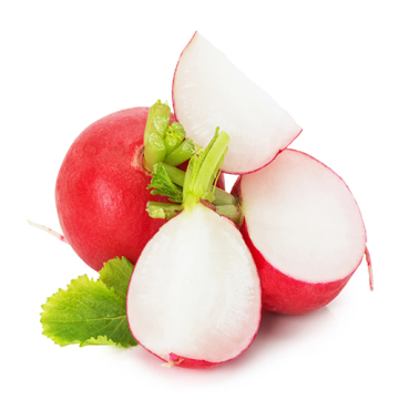 Cherry Radish for Salad and Garnish Use