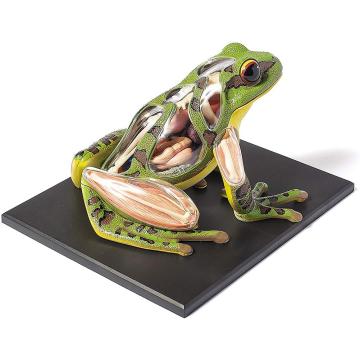 4D Children's Educational Assembly Toys Visual Frog Anatomical Model Kit Educational Teaching Animal Model Supplies