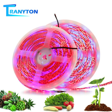 LED Grow Lights DC12V Red Blue Growing Strip 5050 Phyto Lamps Full Spectrum for Greenhouse Hydroponic Plant 5M/Lot