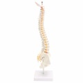 45CM Human Spine with Pelvic Model Human Anatomical Anatomy Spine Medical Model spinal column model+Stand Fexible