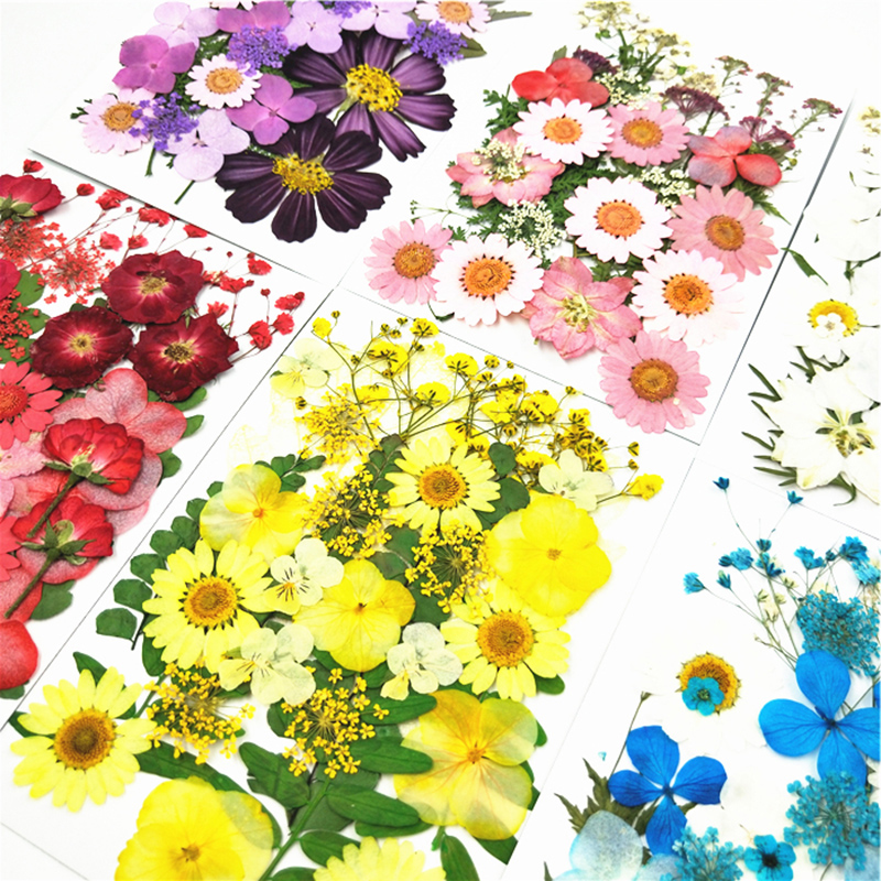 PipiFren Pressed Flowers small Dried Flowers Scrapbooking dry DIY Preserved Flower Decoration Home Mini bloemen flores secas