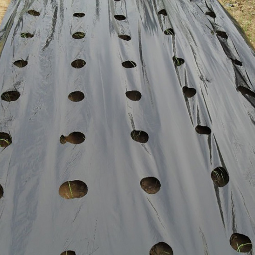 Agriculture White and Black Mulch Film Manufacturers and Agriculture White and Black Mulch Film Suppliers