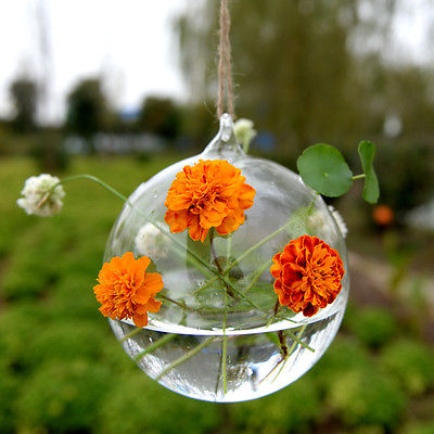 Hanging Ball Glass Flower Planter Vase Terrarium Container Landscape Bottle