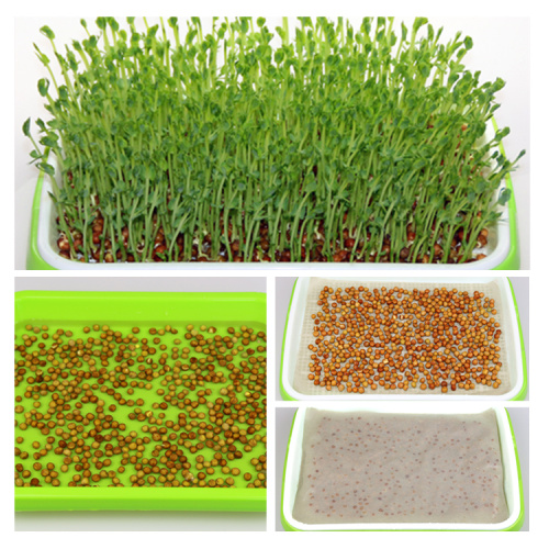 seedling tray for hydroponic vegetable Manufacturers and seedling tray for hydroponic vegetable Suppliers