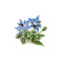 AKARZ Famous brand Borage oil natural aromatherapy highcapacity skin care massage spa base carrier Borage essential oil