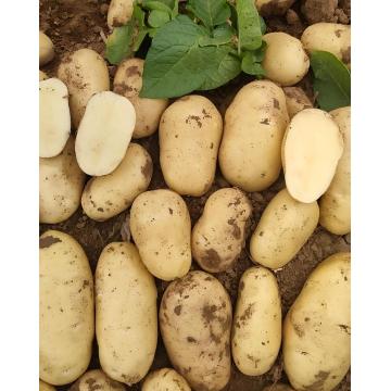 Premium Yellow Skin Yellow Flesh Potatoes