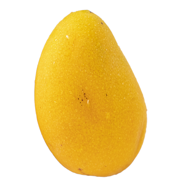 Premium Mango for Premium Fresh Fruit Market