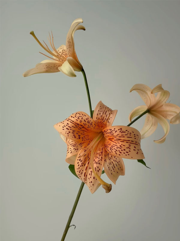Little Ai spray Lily3