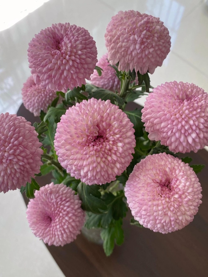 Pink Ping Pong Chrysanthemum