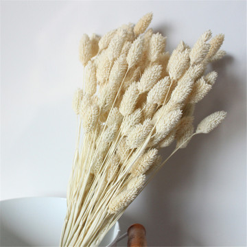 20Pcs Dried Natural Flower Bouquets Colorful Lagurus Ovatus Bouquets Uraria Picta Rabbit Tail Grass Bouquets Bunches