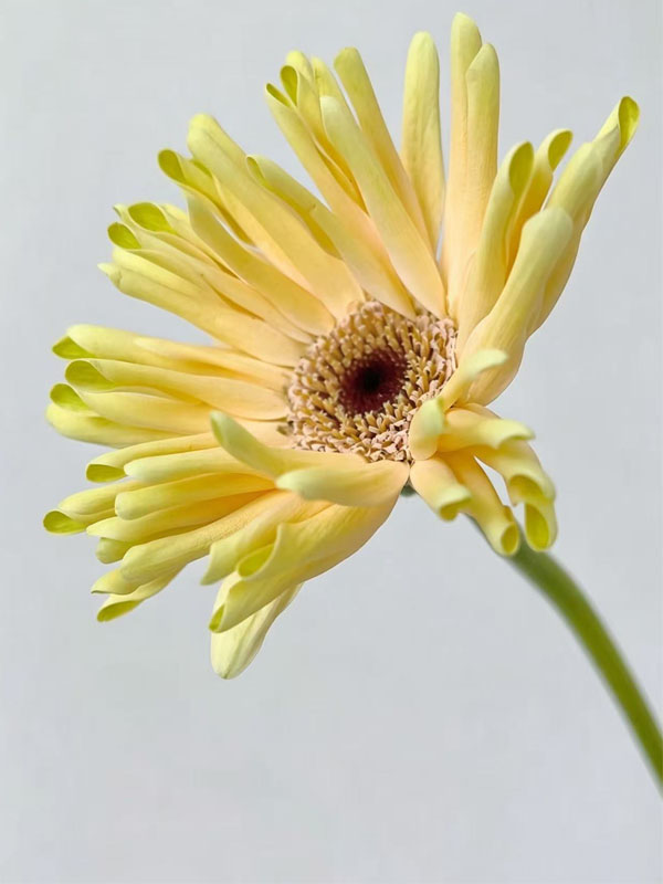 Gerbera Sweden