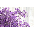 15-22`` 100g Natural Babys Breath Flowers Bouquet Fresh Real Touch Forever Baby`s Breath Flower For DIY Eternal Flower Material