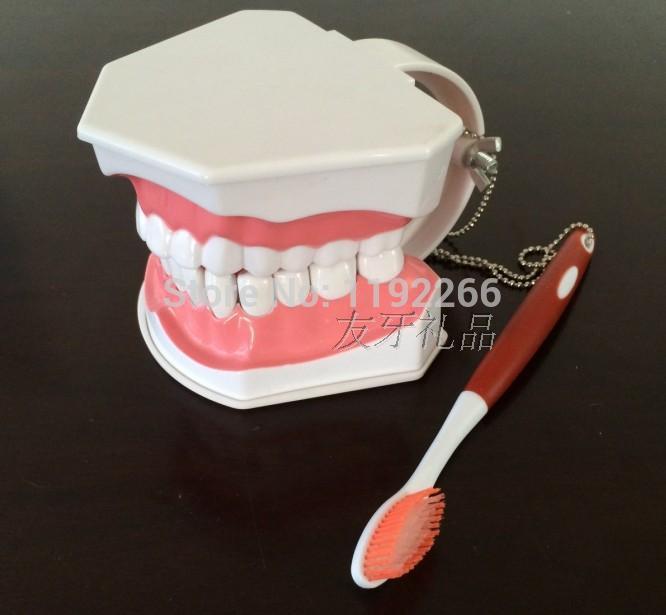 teeth model brush teaching models Removable Lower Teeth,Dental Adult standard oral model,early Educational for kids,tooth models