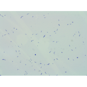 Food Grade 400 Billion CFU/g Lactobacillus Rhamnosus