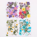 Hot Sale Pressed Flower Mixed Organic Natural Dried Flowers DIY Art Floral Decors Collection Gift Best Price