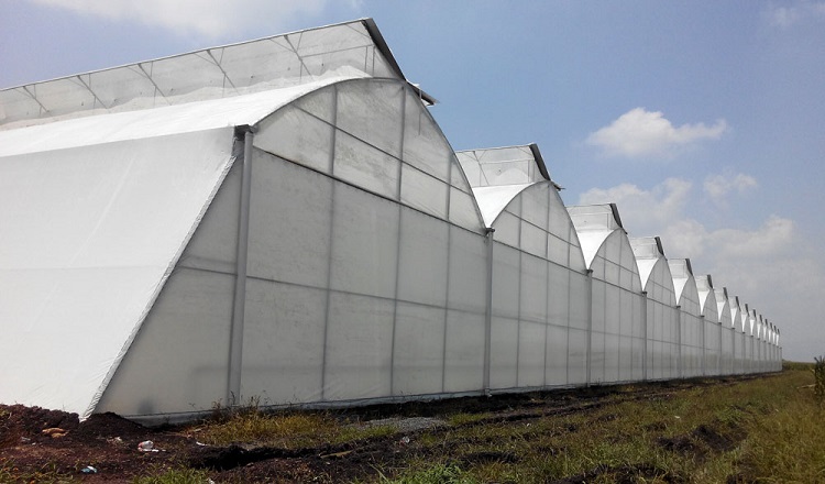 multi span greenhouse