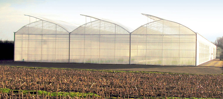 Natural Ventilation Single Span Greenhouse