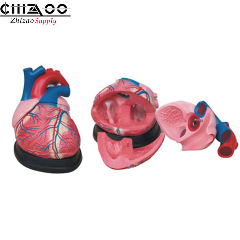 Medical Science Jumbo Human Heart Anatomical Model