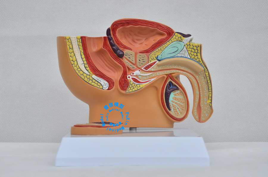 Free shipping&Male pelvic cavity model, male pelvic testis prostate model,for Male hospital