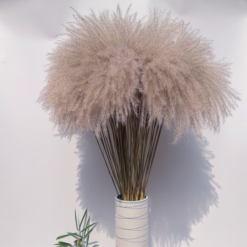 50pcs Real Dried Small Pampas Grass Wedding Flower Bunch Natural Plants Decor Home Decor Dried Flowers Phragmites