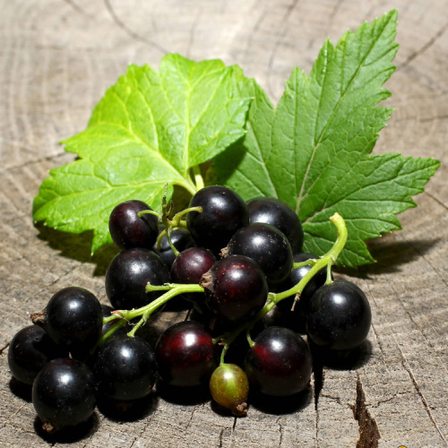 Anti-oxidant Black Currant Extract Powder Anthocyanin for Sale, Offer Anti-oxidant Black Currant Extract Powder Anthocyanin