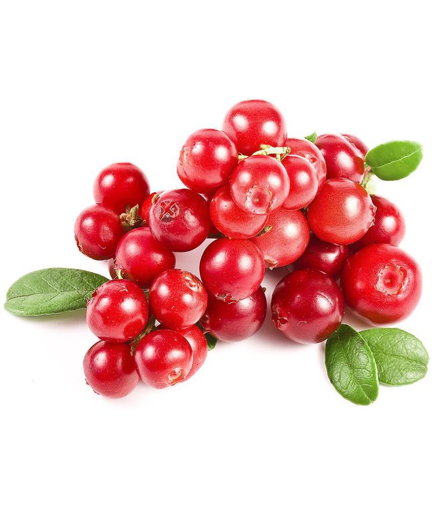 National Gardens Cranberry Fruit Seeds Sdl334817642 1 46a7f