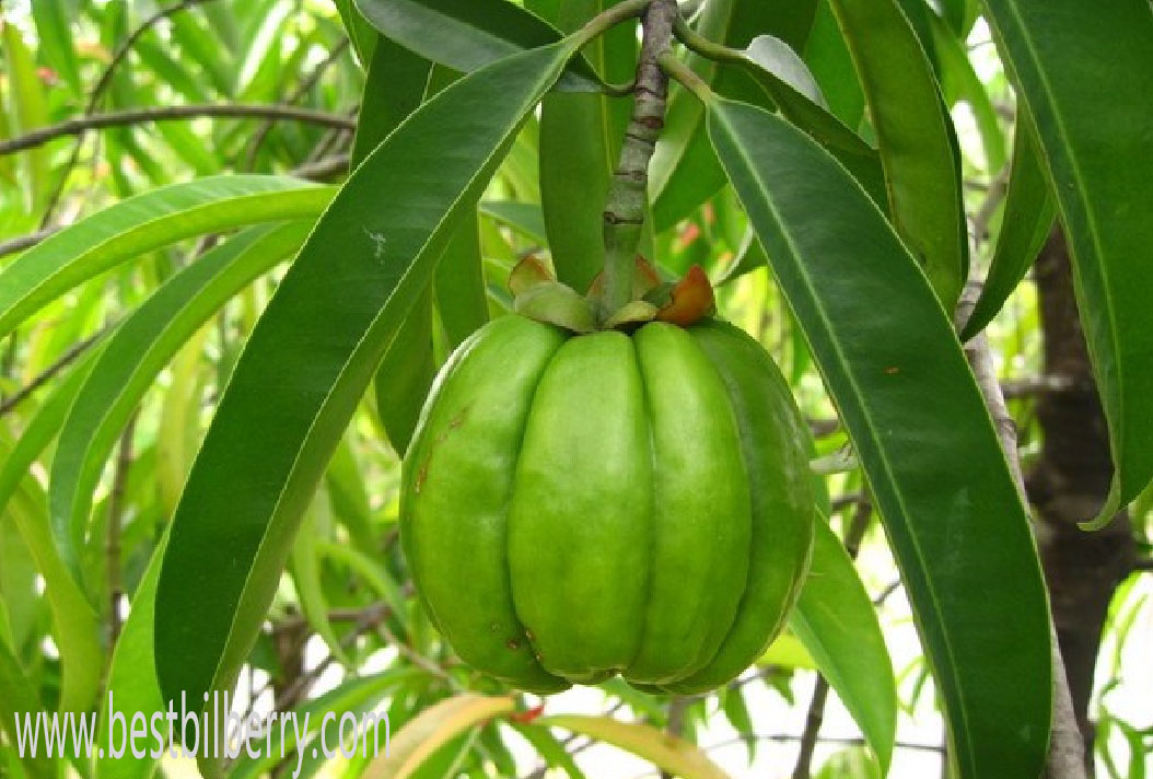 garcinia cambogia extract1