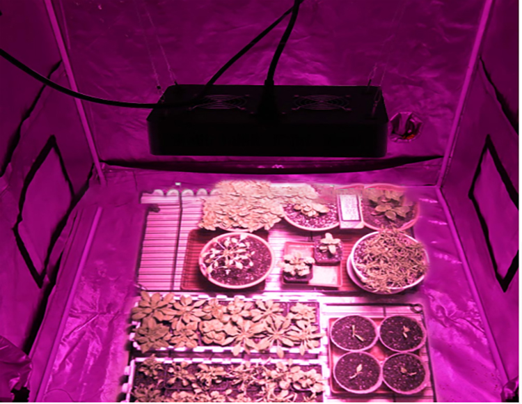 led 1000w grow light uk hydroponic