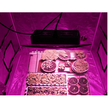 led 1000w grow light uk hydroponic