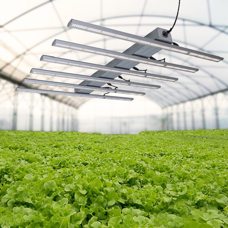 Growing Lettuce With Best Grow Bars Light