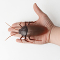 Infrared Remote Control Insect Electric Remote Control Cockroach Ant Toy Simulation Black Widow Spider Puzzle Toys for Children