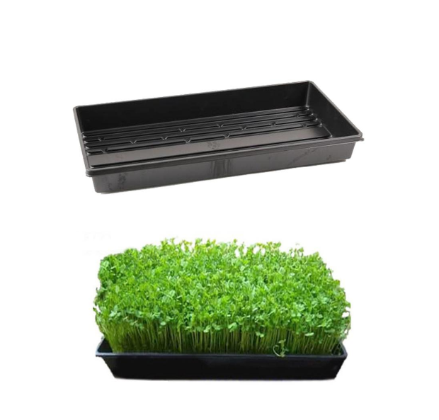 seedling  tray