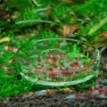 New Arrival Fish Tank Feeder Aquarium Shrimp Glass Feeding Bowl Dish Tray 6 Size Drop Shipping