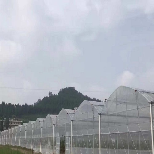 Multi Span Film Covering Greenhouse for Vegetables Manufacturers and Multi Span Film Covering Greenhouse for Vegetables Suppliers