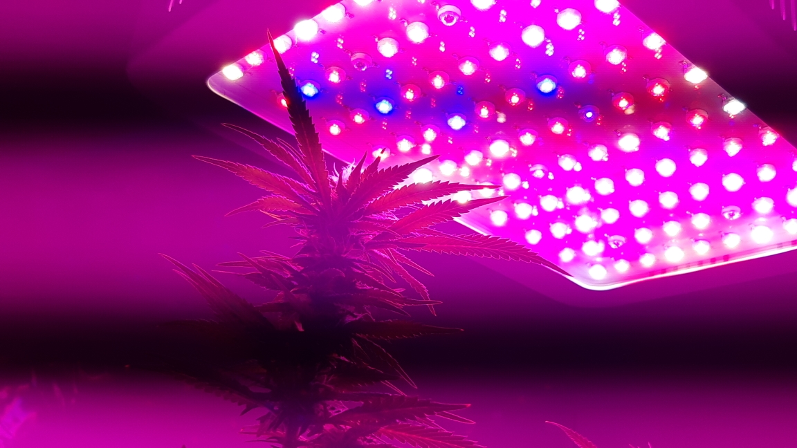 Best Led Grow Lights For Indoor Plants