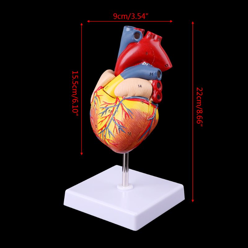 Medical Science Accessories Disassembled Anatomical Human Heart Model Anatomy Medical Teaching Tool dropshipping