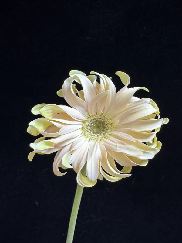 Shangri-La Gerbera2