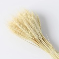 50pcs/100pcs Wheat Autumn Decoration Pampas Grass Craft Flowers Dried Flowers for Wedding Decoration Wheat