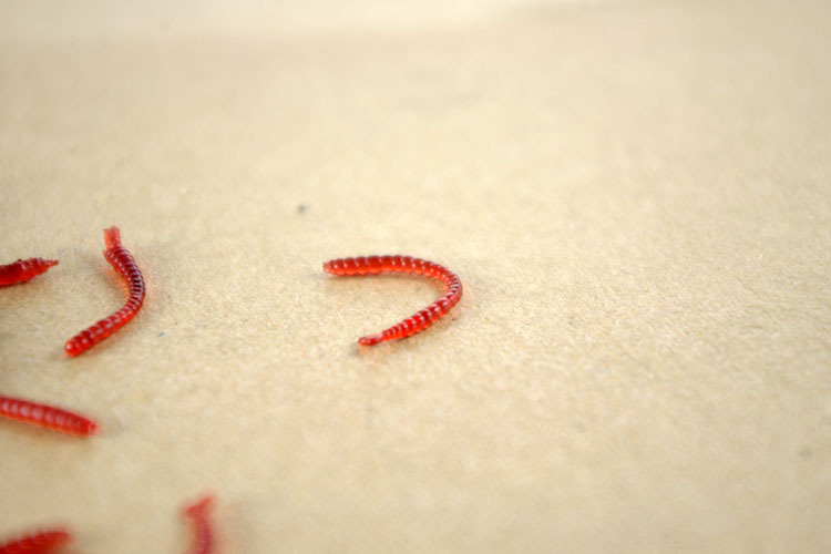 Free shipping 500pcs/lot soft red blood worm lure red earthworm fishing baits worm Trout fishing lures