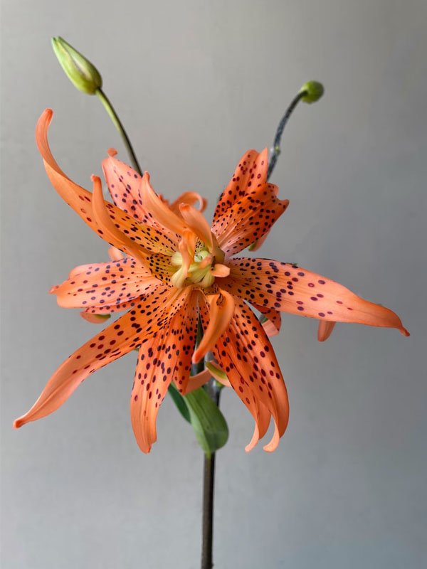 Tiger Baby  spray Lily5
