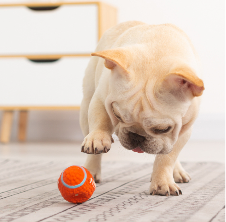 Dog Toy Football