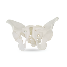 Adult Male Pelvic Structure Model