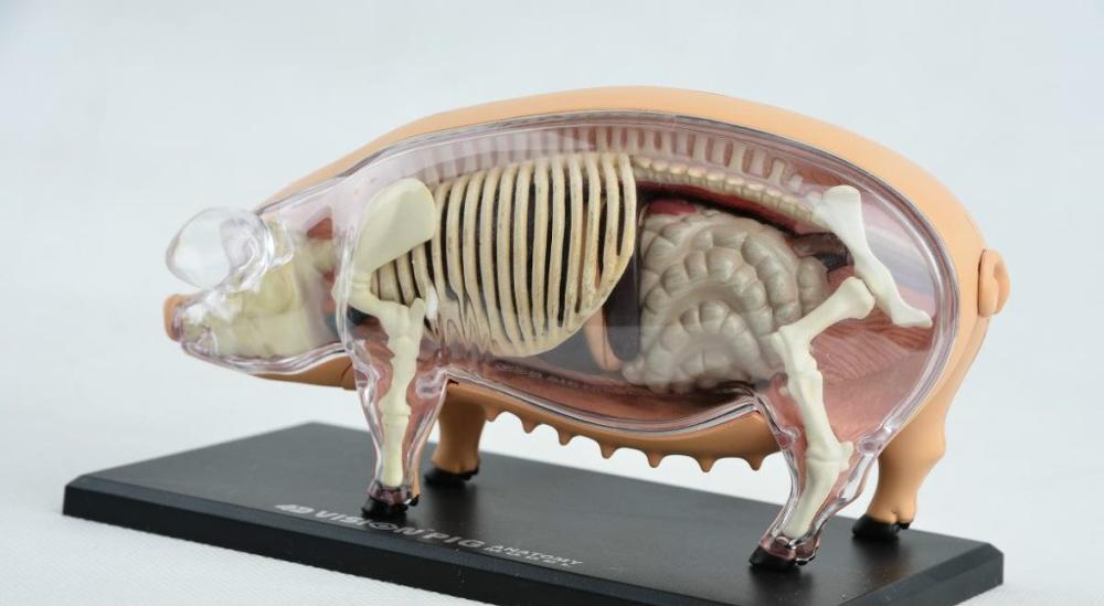 Assembly 4D Pig Anatomy Model Pig Anatomy Medical Anatomic Animal Model Puzzels for Children Skeleton Educational Science Toys