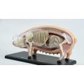 Assembly 4D Pig Anatomy Model Pig Anatomy Medical Anatomic Animal Model Puzzels for Children Skeleton Educational Science Toys