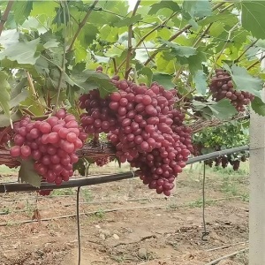 Premium Xiangfei Princess Red Grapes