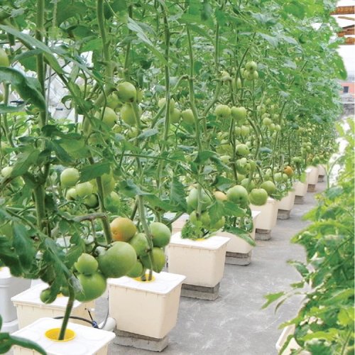 Complete Bato Buckets System For Planting Tomato Manufacturers and Complete Bato Buckets System For Planting Tomato Suppliers