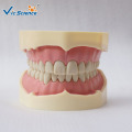 Medical Science Imitate Frasaco Dental Model Teeth Model