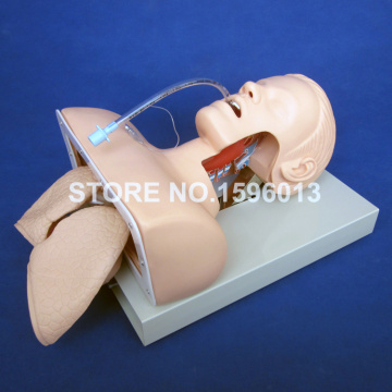 Deluxe Endotracheal Intubation Trainer, Airway Intubation Training Model, Tracheal Intubation Manikin