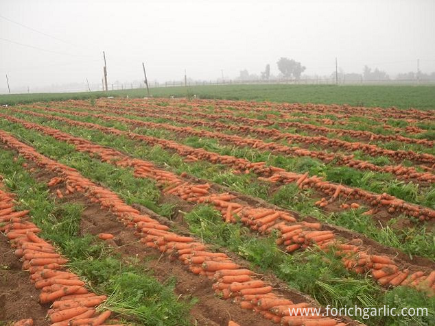 Fresh Carrot Fresh Carrot